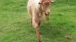 Templenewsam Farm Goats Leeds West Yorkshire