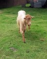 Templenewsam Farm Goats Leeds West Yorkshire