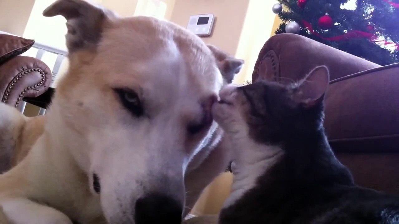 Ce brave husky se sentait un peu déprimé, mais regardez bien ce que ce chat va alors faire... difficile de faire plus ad