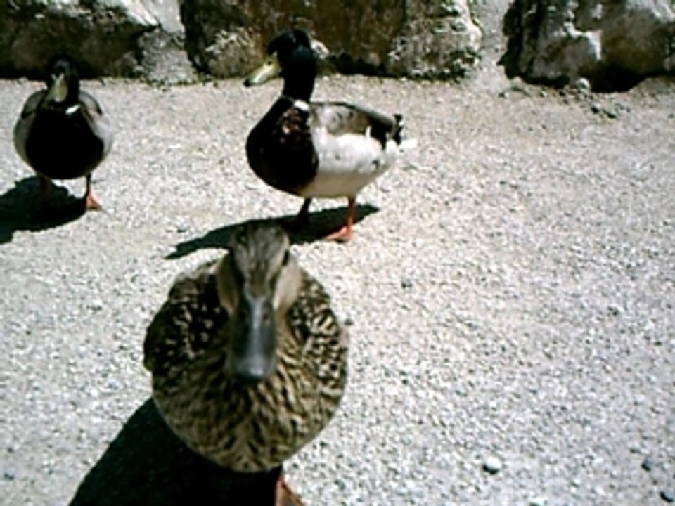 Canards