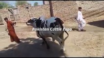 || Beautiful || Qurbani Bull || 2016 || 2017 || Qurbani eid || Pakistan ||