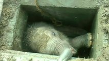 Un éléphanteau sauvé des égouts par des Sri-Lankais