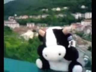 myspace cow a saint claude - jura