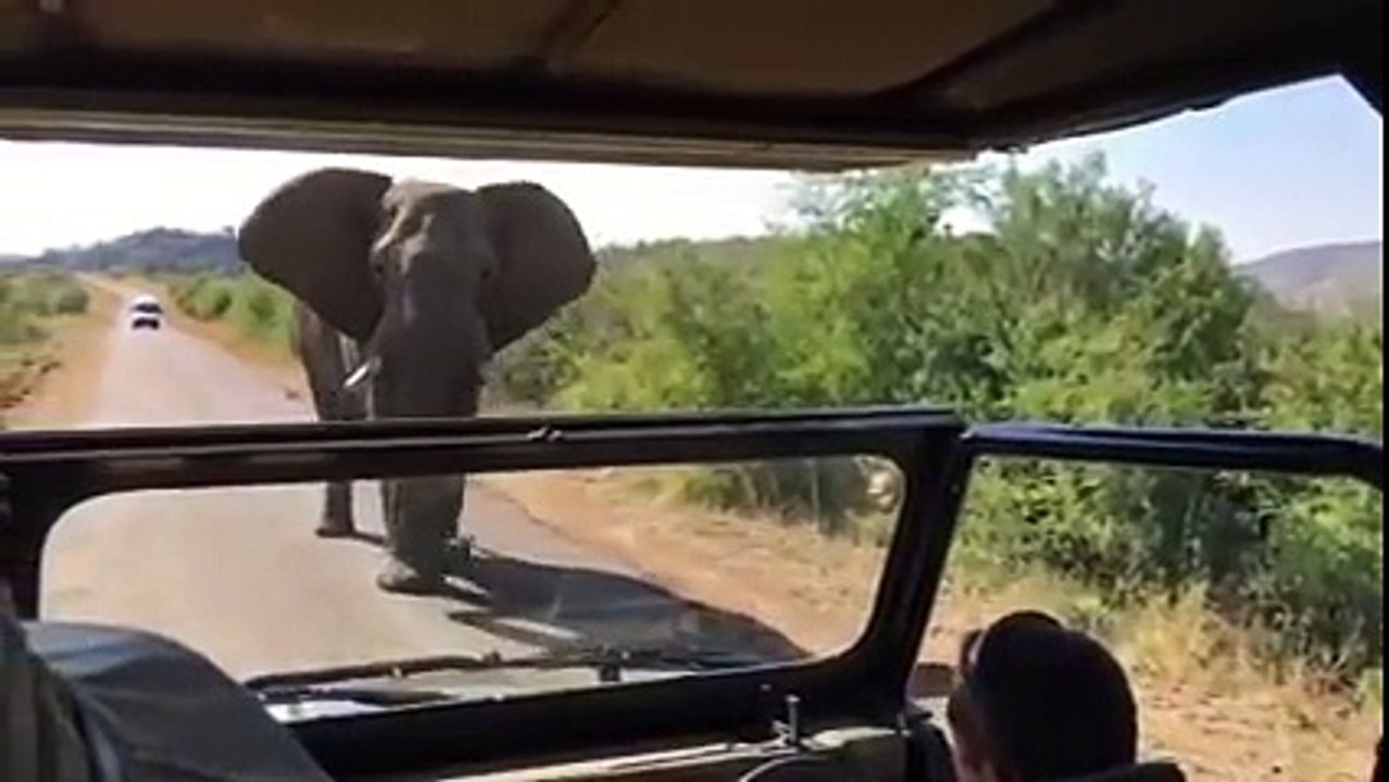Quand Schwarzenegger se fait courser par un éléphant