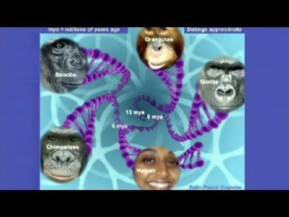 CARTA:The Orangutan Neandertal and Denisovan Genomes