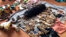 Raw: 40 Tiger Cub Bodies Found in Thai Temple