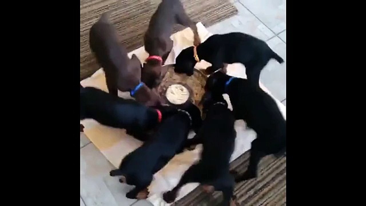 Dönerek mama yiyen köpek yavruları fenomen oldu