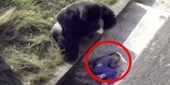 Un bébé tombe dans l'enclos d'un gorille