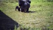 Gros combat de gorilles au zoo de Philadelphie