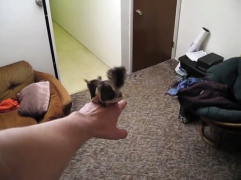 Un écureuil comme animal de compagnie saute partout dans l'appartement - Adorable