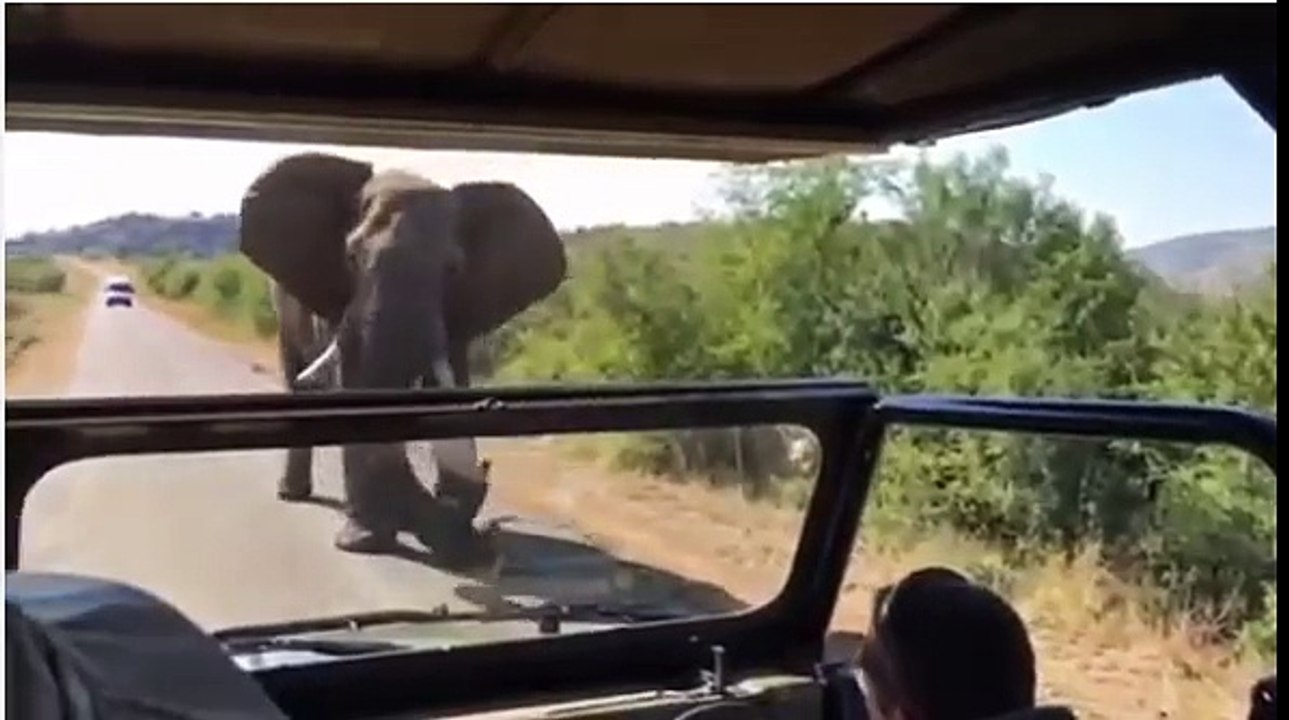 Elephant Charge Arnold Schwarzenegger in Safari!