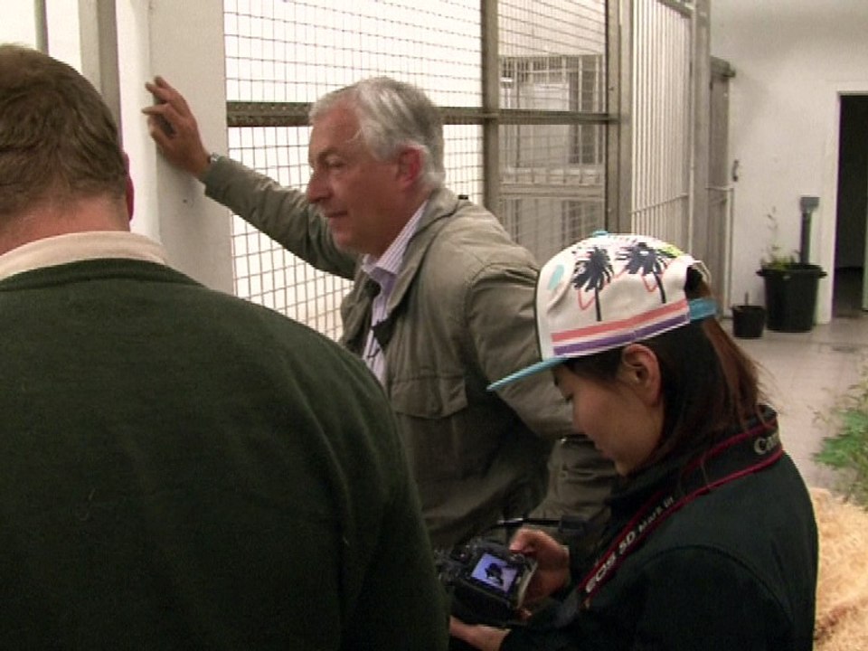 "C'est un fils!": première naissance en Belgique d'un bébé panda géant