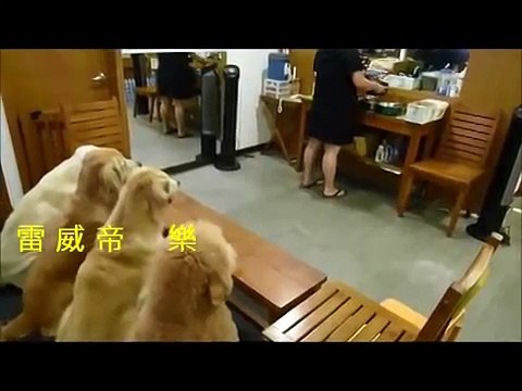 Trois golden retrievers et un caniche sont les meilleurs hôtes que vous pouvez imaginer.