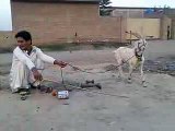 Funny Goat Very Funny Video Clips Funny Pranks