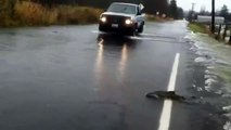 Des saumons traversent une route inondée... Dingue!