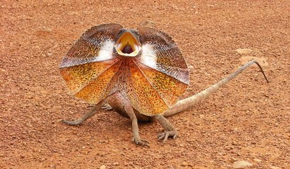 Frilled-Neck Lizard Attacks Man in Outback Australia
