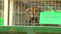 Thai authorities seize more contraband from Tiger Temple