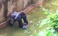 Silverback Gorilla Drags Little Boy Like a Rag Doll at The Zoo