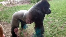 Ce gorille a failli briser la vitre de son enclos quand il a vu la petite fille faire ce geste !