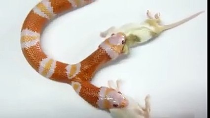 Two headed snake
