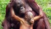 Baby orangutan gives mum kisses and cuddles