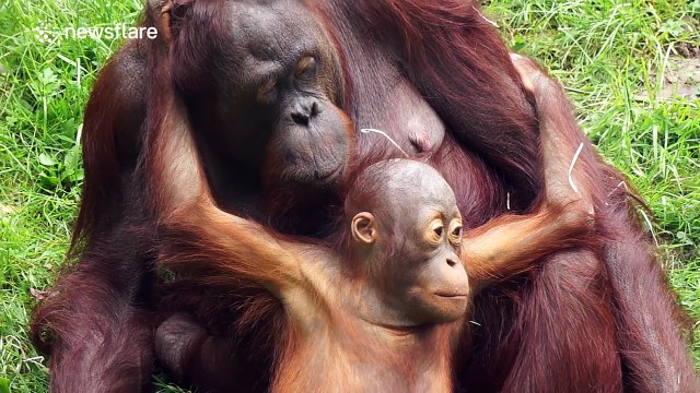 Baby orangutan gives mum kisses and cuddles