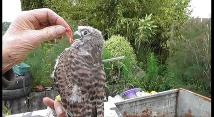 Sauvetage d'un faucon crécerelle