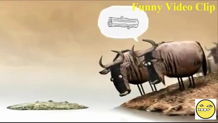 Nguồn Gôc Của Câu Nói Ngu NHư Bò