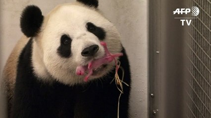 Chinese giant panda gives birth in Belgium