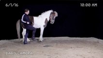 Caught on Barn Cam: Icelandic horse dance