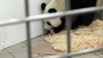 Neugeborener Panda verzückt Belgien