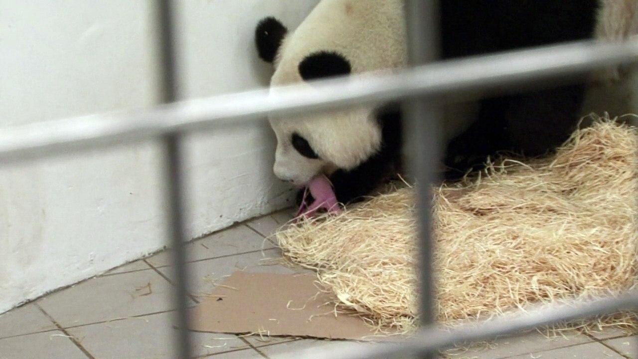 Neugeborener panda verzückt belgien