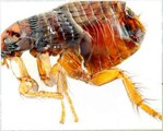 Pest Control | Pest Control Solutions for your home and business