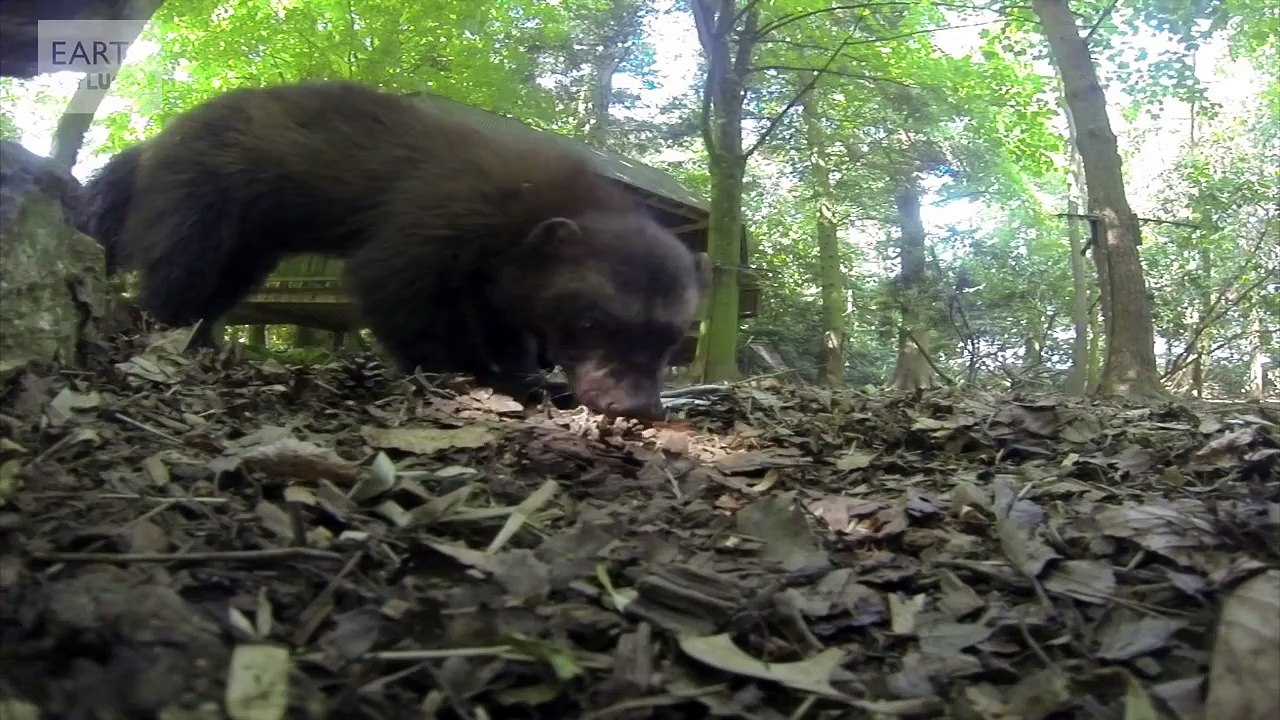 Wolverine ate my GoPro camera! - Earth Unplugged