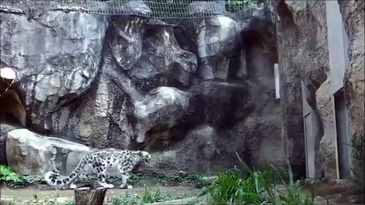 Un léopard des neiges saute contre un mur avec style