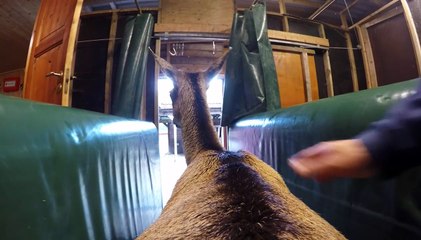 Failed Attempts to place a camera on a deer. OUTTAKES