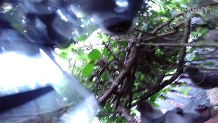 Funny monkeys compilation