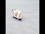 Eric the Skateboarding French Bulldog Shows Off His Skills