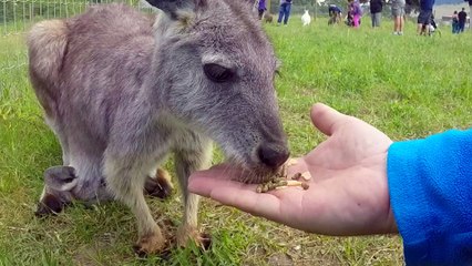 Hand fed baby wallaby in mother's pouch