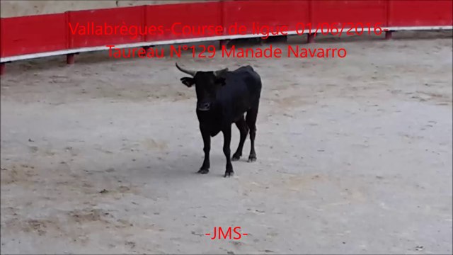 Manade Navarro G.-Taureau N°129-Vallabrègues-Course Camarguaise-01/06/2016