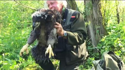 Zeearenden in Lauwersmeergebied hebben kerngezonde dochter van 5 kg - RTV Noord