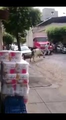 This Bull Doesn't Like People LOL