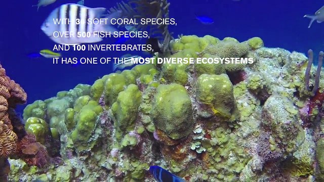 Belize Aggressor IV Liveaboard