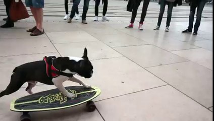 Skateboarding Dog