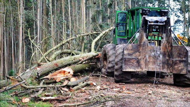 Ecologistas denuncian talas que afectan al espacio natural de ría de Villaviciosa