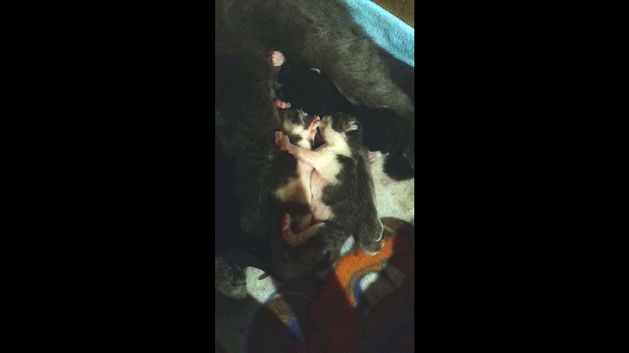 Chatons Rocky