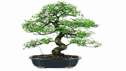 Brussels Chinese Elm Bonsai