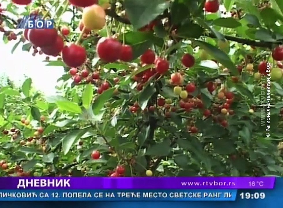 Dnevnik, 02. jun 2016. (RTV Bor)