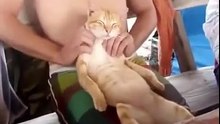 Жизнь удалась. Смешные приколы кошки