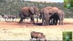 Elephants Fight Over Water With Trunks - Video Youtube